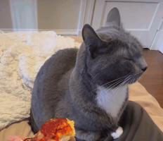 Cat Side Eye GIF