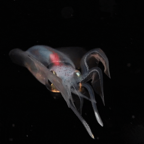 Space Ocean GIF by OctoNation® The Largest Octopus Fan Club!