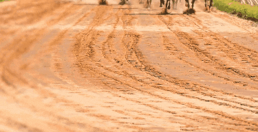 Essentiaderby GIF by Bear Agency Group