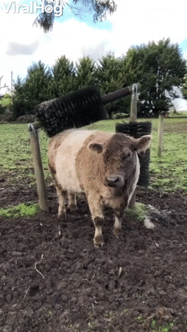 Cute Cows Seriously Love New Scratching Posts GIF by ViralHog