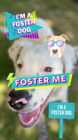 GIF by FosterDogs