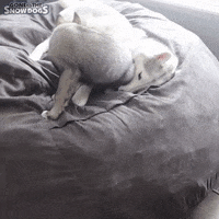 Get Off Me Siberian Husky GIF by Gone to the Snow Dogs