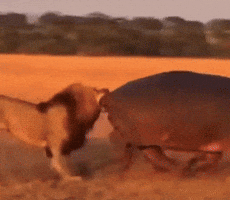 Lion GIF