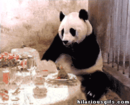 eating out panda GIF