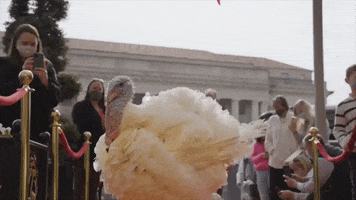 White House Thanksgiving GIF by Storyful