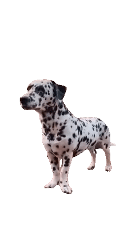 Dog Sticker