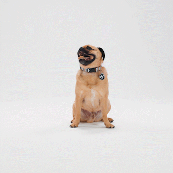 Happy Jack Russell GIF by Petsure UK