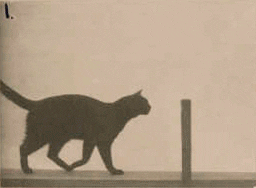black cat