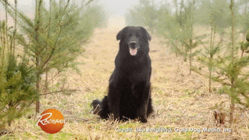 200.gif?cid=fc005b0870bdb880cec9038edcc73ac190996b55ac667c7d&rid=200.gif&ct=g