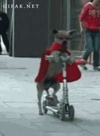 Superhero-dog GIFs - Get the best GIF on GIPHY