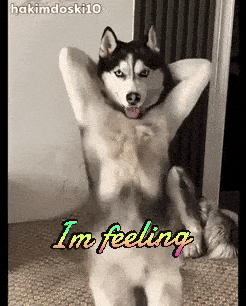 Sexy Dog Catcher GIF