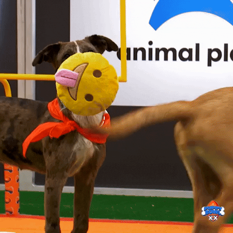 Happy Animal Planet GIF by Puppy Bowl
