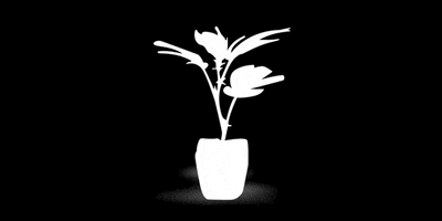 cannabisclonecompanycalistria GIF