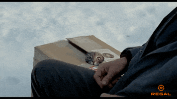 Its Me Cat GIF by Regal