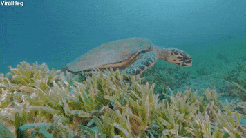 Sea Turtle GIF by ViralHog