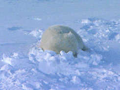 Polar Bear Snow GIF