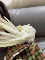 200.gif?cid=fc005b0857af2a559b00364cc31a8e9311f11b6fe7c94efe&rid=200.gif&ct=g