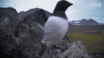 Bird Flapping GIF by PBS