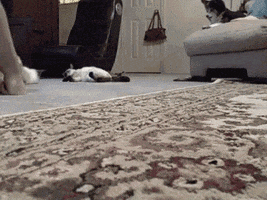 lazy cat GIF