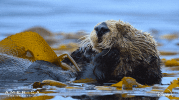 Monday Yawn GIF by Nat Geo Wild