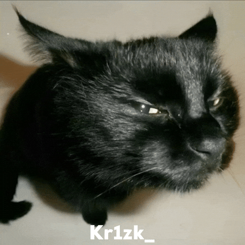 Cat Meme GIF