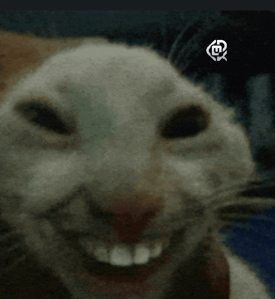 Cat Meme GIF