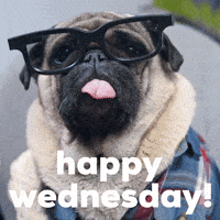 Morning-dog GIFs - Get the best GIF on GIPHY Morning-dog GIFs - Get the best GIF on GIPHY