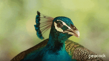 Bird GIF by PeacockTV