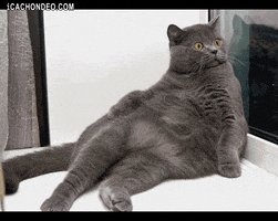 Video gif. A gray cat lounges with its chubby belly sprawled out. It looks out the window with big eyes. Zoom in on the cat’s face. It stares straight at us with big, shocked eyes.