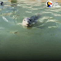Sea Lion Swimming GIF by The Dodo