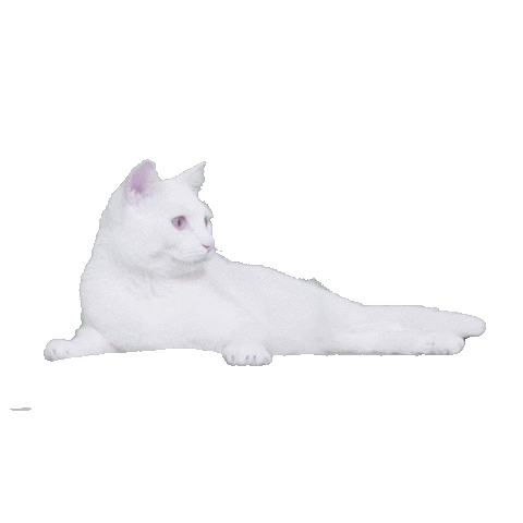 White Cat Sticker by Delta Goodrem