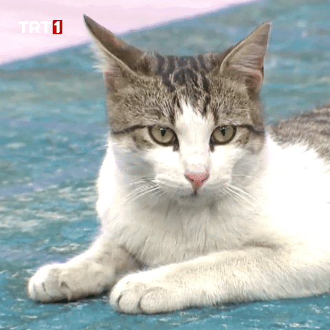 Cats No GIF by TRT