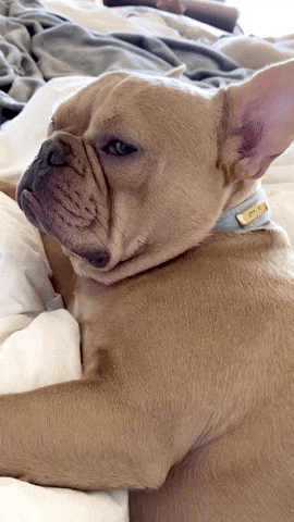 Video gif. Bulldog has just woken up from a nap and gives us the side eye as it gets pet.