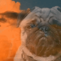 Sad-dog GIFs - Get the best GIF on GIPHY