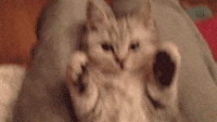 cat paws gifs Page 3
