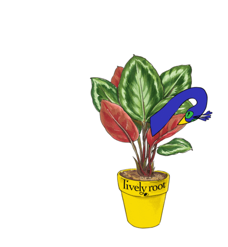 Plant GIF by Lively Root