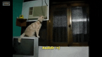 kedi cat fail kedidir GIF