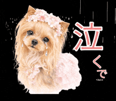Sad Yorkshire Terrier GIF