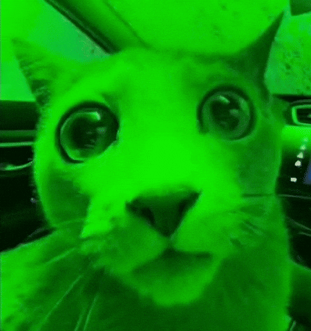 Cat Greencat GIF
