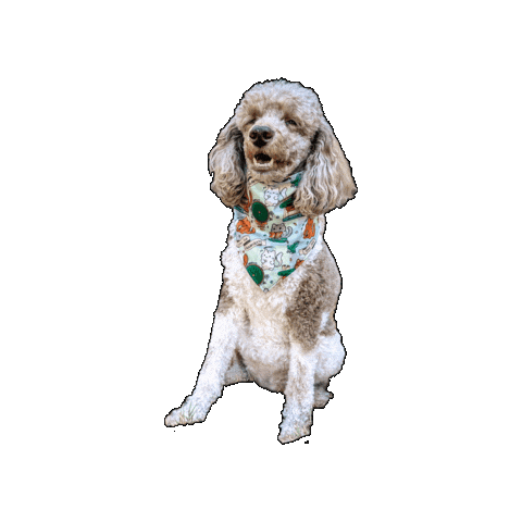 Poodle Sticker by Geekster Pets