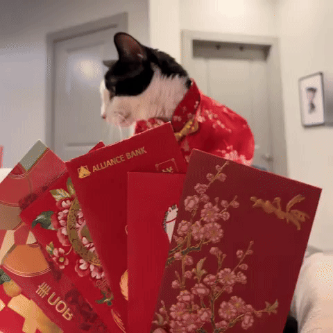 New Year Cat GIF