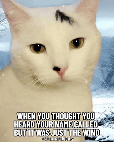 Disappointed Cat GIF