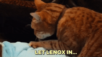 Let Lenox In GIF by REBEKAH