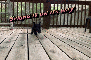 Scottish Terrier Spring GIF