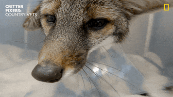 National Geographic Fox GIF by Nat Geo Wild