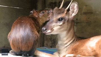 Friends Deer GIF by Storyful