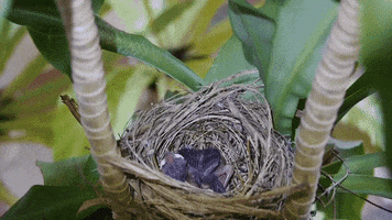 birds nest GIF