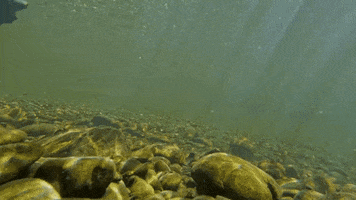 What The Salmon GIF by U.S. Fish and Wildlife Service