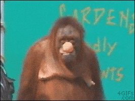 trick orangutan GIF