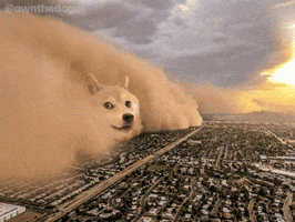 Own The Doge GIF